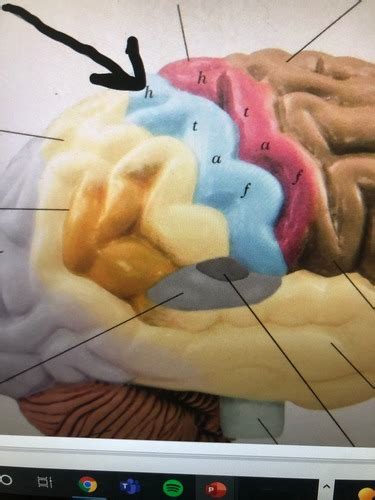 inferior surface  brain flashcards quizlet