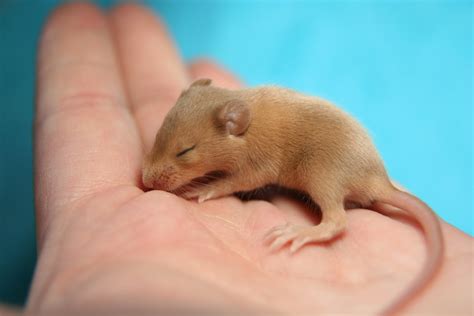Will Mice Live In Couches at Indiana Mulquin blog