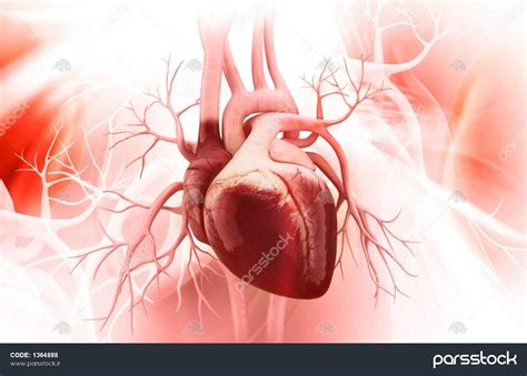 آناتومی قلب انسان 1364888