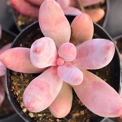 Pachysedum 'Ganzhou' | Leaf & Clay®