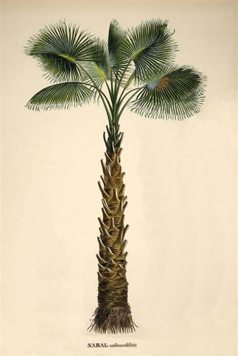 Some kind of palmetto | MATTHEW'S ISLAND