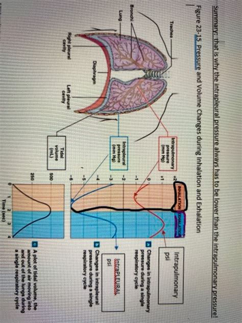 Solved Summary: that is why the intrapleural pressure always | Chegg.com