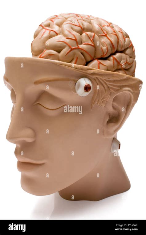 human brain front side view stock photo alamy