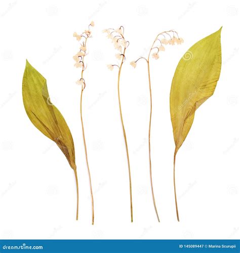 Lily of the Valley - Flower Dry Pressed Herbarium Stock Image - Image ...