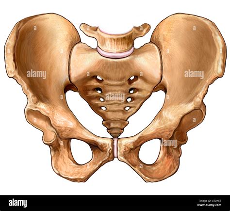 Bones of the pelvis hi-res stock photography and images - Alamy