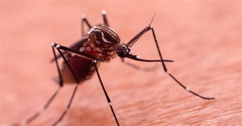 Dengue fever sufferers explain what happens during illness | World ...