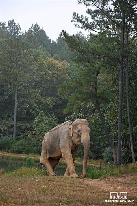 Animal lovers are praising the work at elephant sanctuary tennessee 22