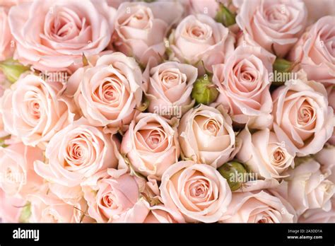 Bright pink roses background Stock Photo - Alamy
