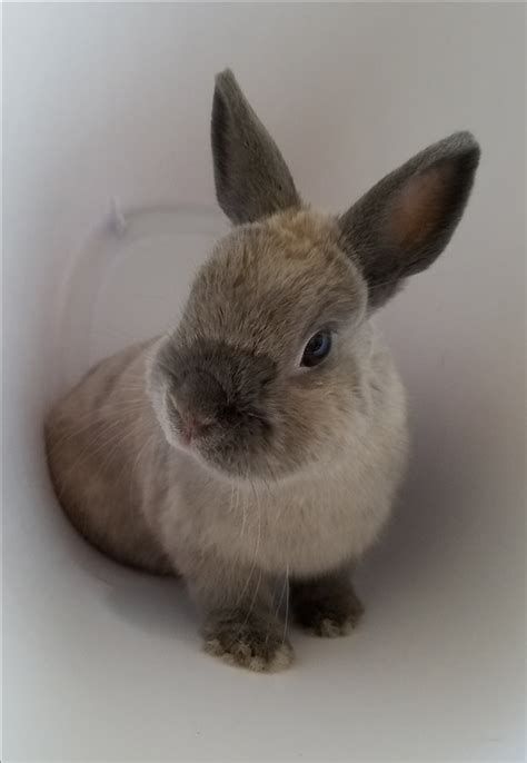 A Rabbit as My Guide: Lessons from Hunny Bun - Open Horizons