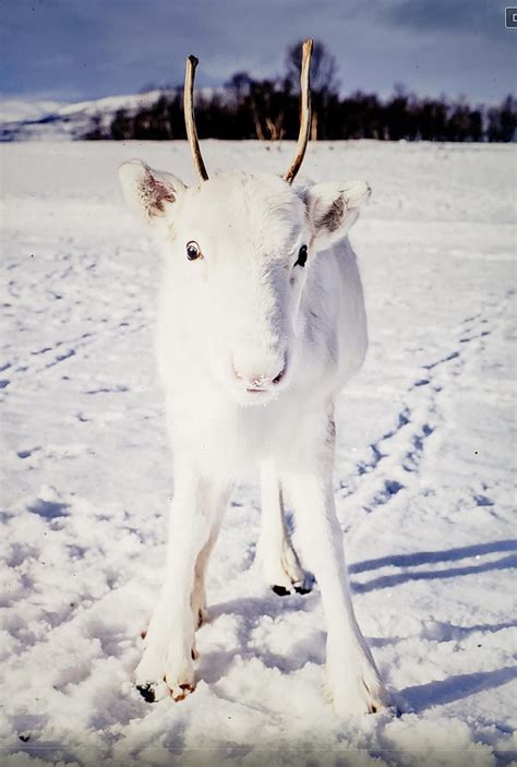 Extremely rare white baby reindeer - credit Mads Nordsveen : r/aww