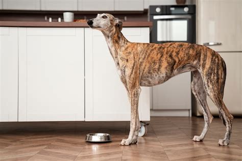 Free Photo | Side view dog with food bowl