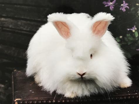 Buying your first Angora - UK National Angora Rabbit Club