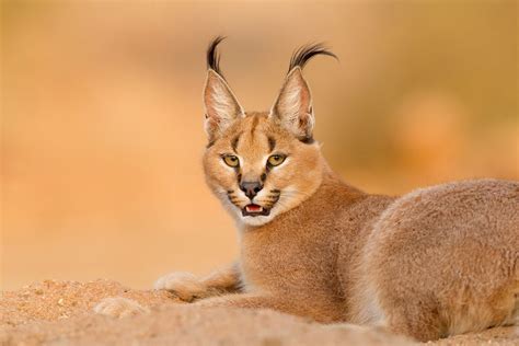 Tallahassee Museum Guest Animal–Caracals, Tallahassee Museum at ...