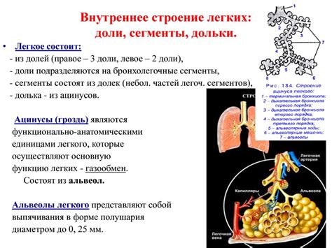 Анатомо-физиологические особенности лёгких. Плевра. Средостение ...