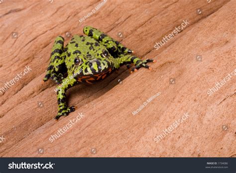 13 Frog Hop Log Isolated Images, Stock Photos & Vectors | Shutterstock