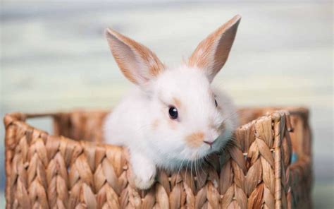 Animais De Estimação Pequenos E Fáceis De Cuidar - 10 Animais de Estimação Pequenos e Fáceis de Cuidar | KuantoKusta