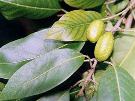 Herbal remedies: 18. Haritaki - strong Antimicrobial/Antibacterial agent