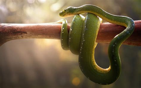 Smooth Green Snake HD Background Wallpaper 79622 - Baltana