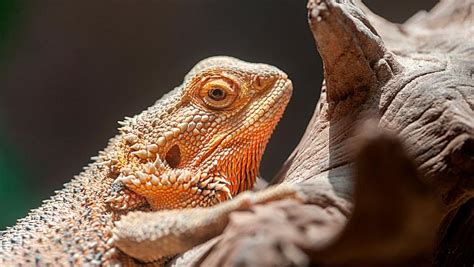 Facts about bearded dragon - WildSci