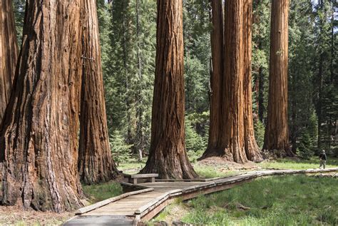 giant sequoia trees