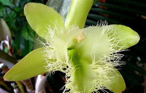 Orquídeas Brassavola【 Guía: Como Cuidar Orquídeas B. Nodosa