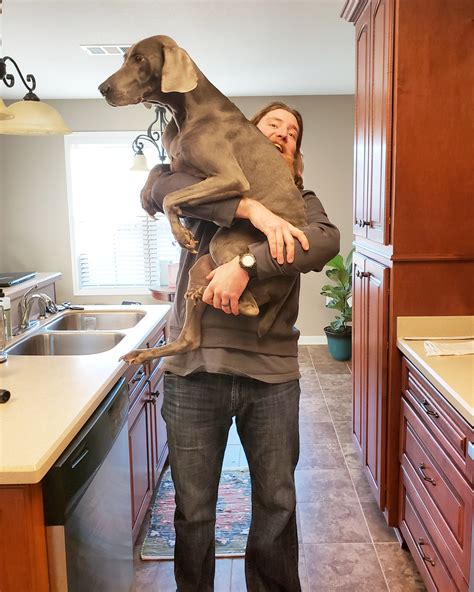 She thinks she's a little doggo. : r/weimaraner