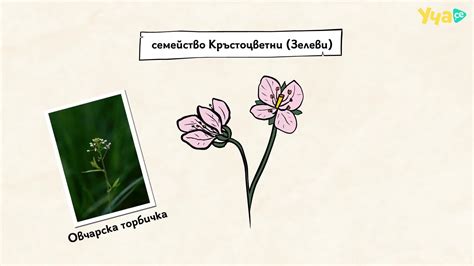 Супер! Многообразие на двусемеделните растения. Биология 7. клас