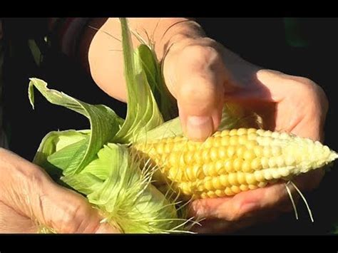 Кукурузные рыльца для похудения. Чем полезны кукурузные рыльца. - YouTube