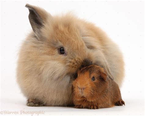 Domestic Guinea Pig Wallpapers - Wallpaper Cave