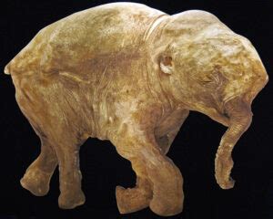 "Lyuba" The 42,000-Year-Old Baby Woolly Mammoth That's Astonishingly Well-Preserved