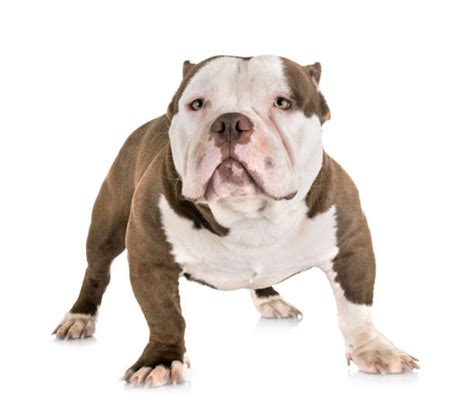 French Bully Stock Photos, Pictures & Royalty-Free Images - iStock