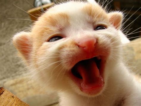 Photo de chat