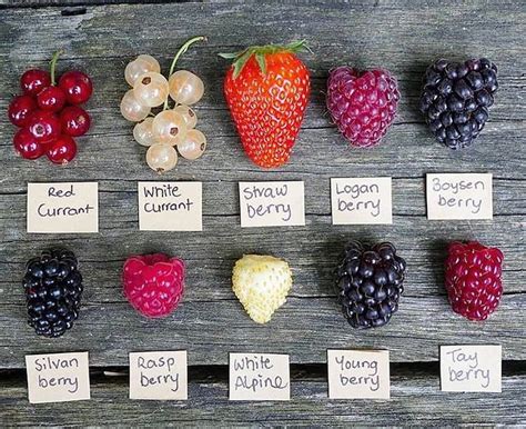 All different types of berries 😍 . . . . . . . . Credi | Cibo, Idee per ...