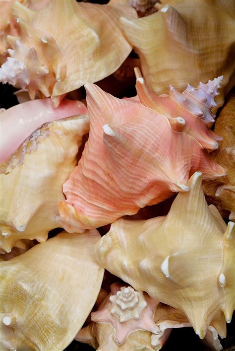 Seashell Laid Over - Free photo on Pixabay - Pixabay