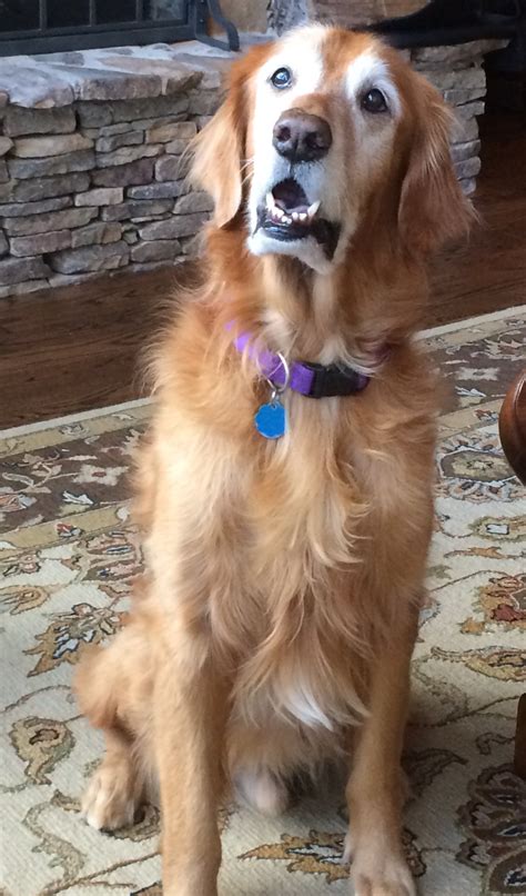 Golden Retriever Adoption South Florida at Zoe Oatley blog