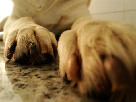 paws  images paws  paws pictures jooinn