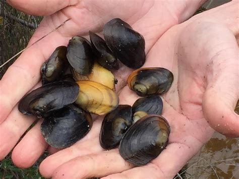 Funding to identify mussel species will aid conservation - Griffith News