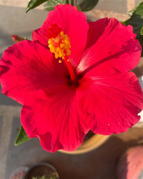 How to Grow Tropical Hibiscus in Containers - Earthsoulorganics
