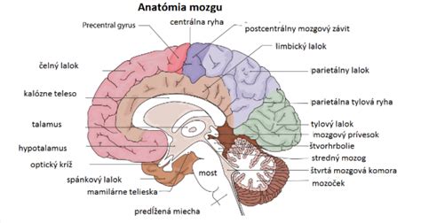 Mozog - Anatómia mozgu (1 / 2) - Galéria - ZDRAVIE.sk