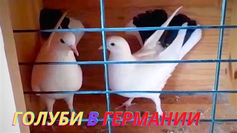 Многоперые голуби Виктора в Германии! Племенные пары! - YouTube