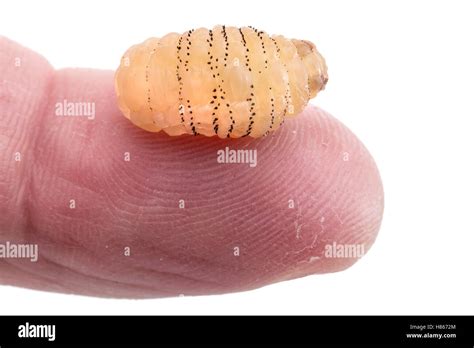 human botfly dermatobia hominis  instar larva belize stock