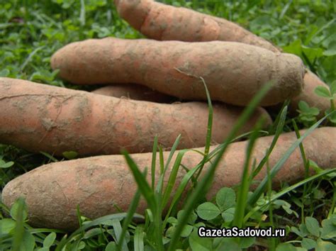 Мой опыт хранения моркови » "Газета садовод" - сетевое издание