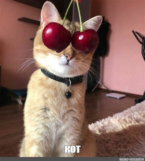 Meme: "кот" - All Templates - Meme-arsenal.com