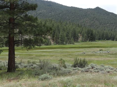 Rapid Evolution Fails to Save Butterflies from Extinction in Face of