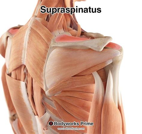 supraspinatus muscle anatomy bodyworks prime