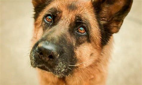 A Dog Named Palma - Where to Watch and Stream Online – Entertainment.ie
