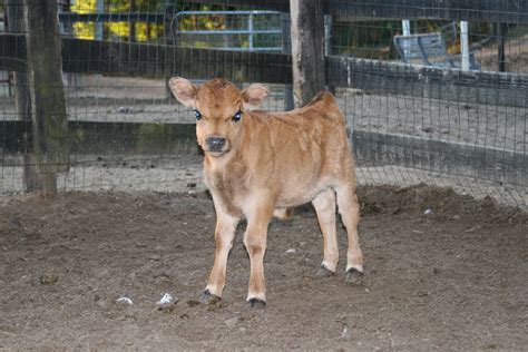 Miniature Cows - Tanglewood Farm Miniatures