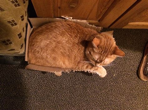 Pat Papertown 2: Kotek's Tiny Box
