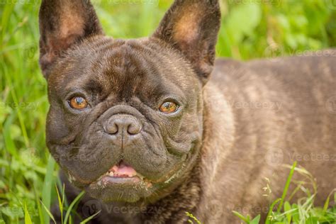 The dog is a French bulldog, the color is black and brindle. Beautiful French bulldog puppy