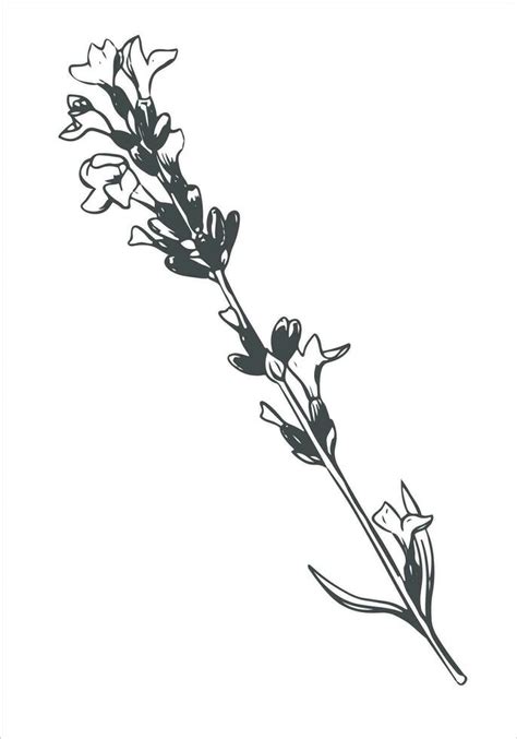 Lavender black and white line drawing. Vector fragrant wildflower on a white background ...